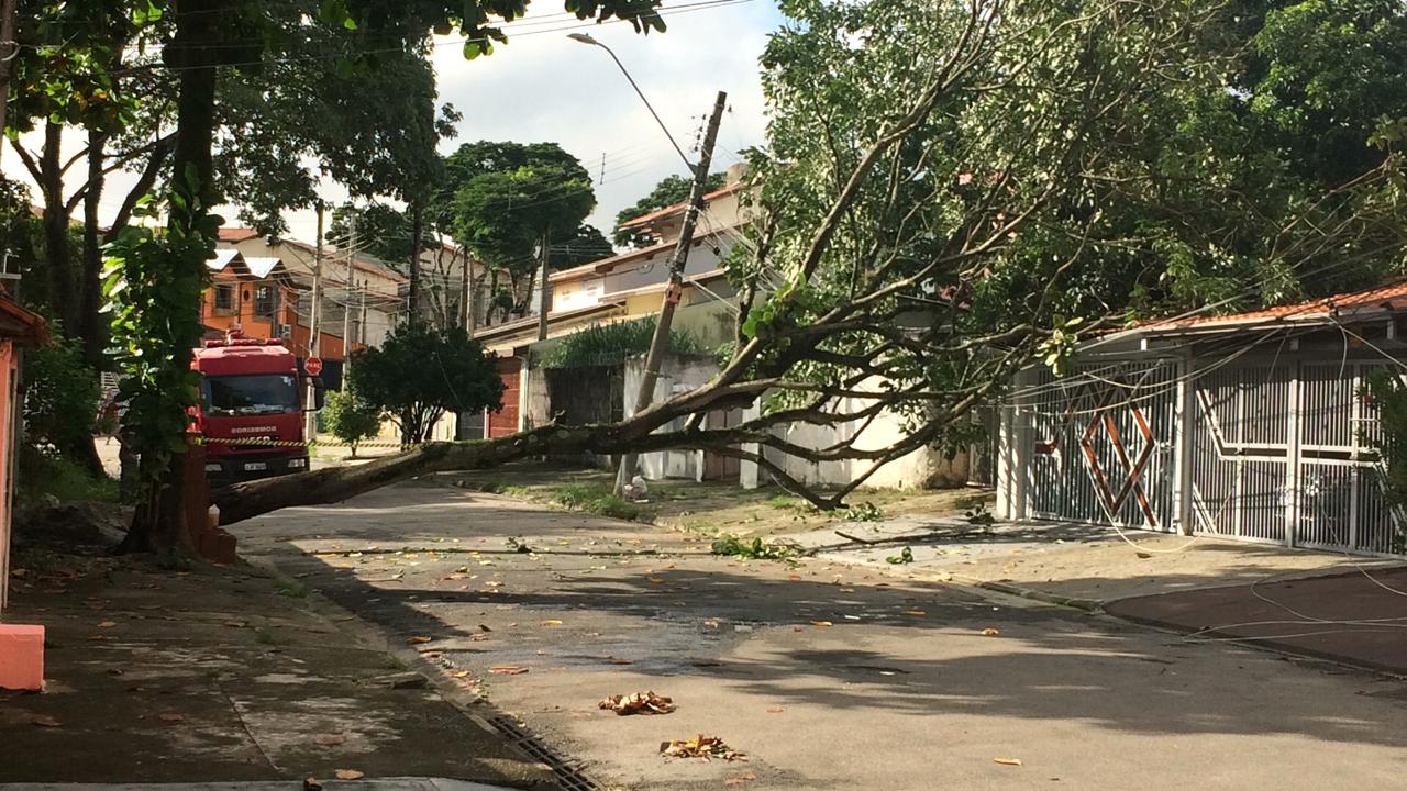 Árvore cai sobre rede elétrica na zona oeste de São José dos Campos