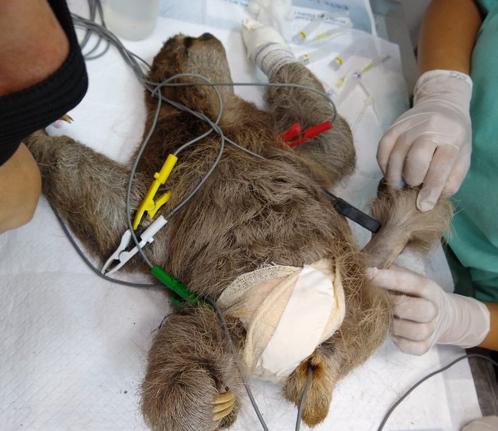 Bicho-preguiça passa por cirurgias após receber descarga elétrica em Ubatuba