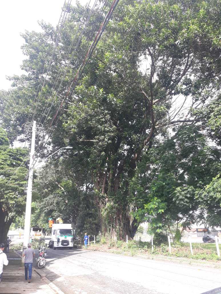 Prefeitura de Taubaté inicia corte de árvore de mais de 70 anos na avenida Dom Pedro I