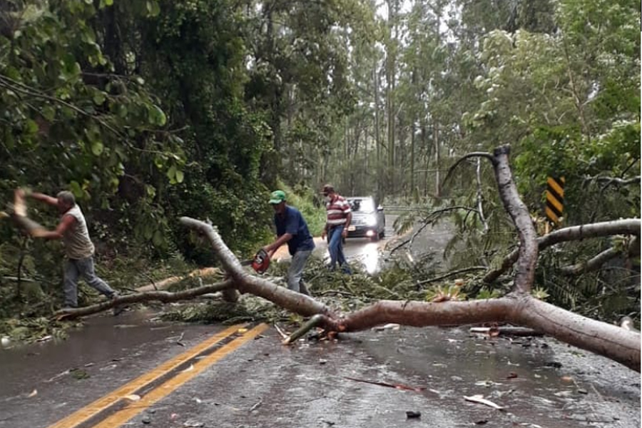 Forte chuva causa estragos e derruba árvores nesta quarta-feira em São José dos Campos