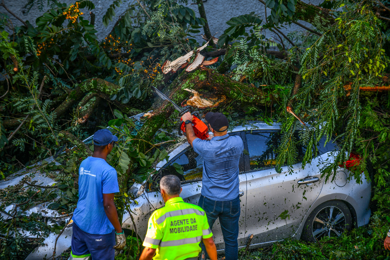 Árvores que caíram com a tempestade são reaproveitadas por empresas em São José dos Campos