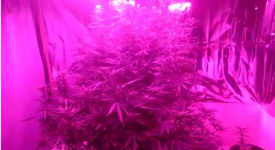 Polícia Civil flagra estufa com pés de maconha em São José dos Campos