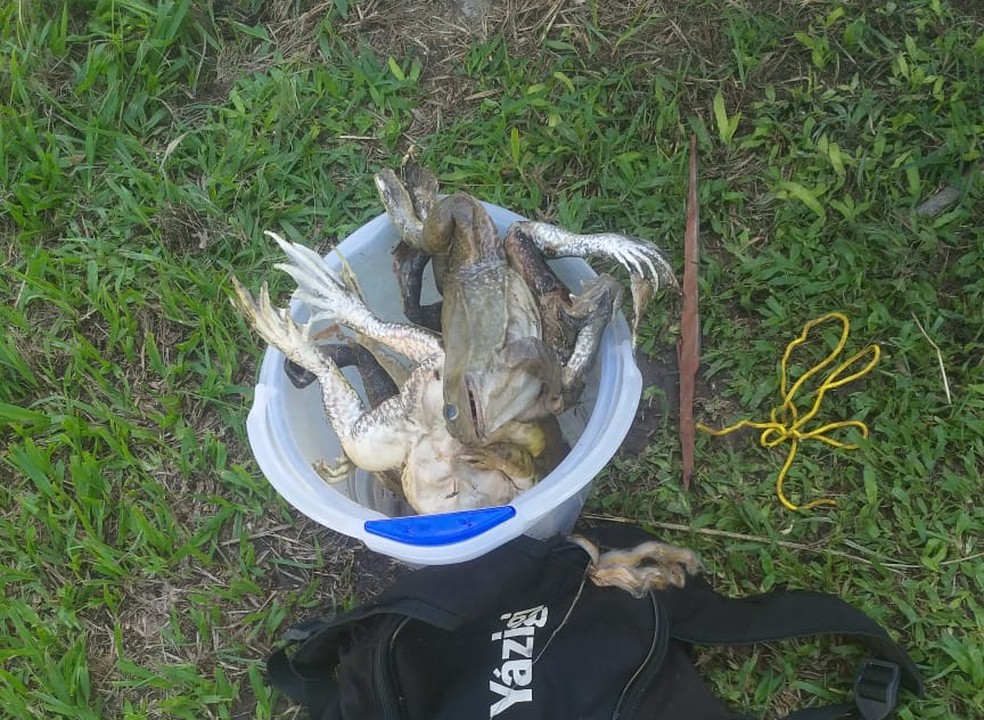 Cerca de 300 rãs usadas para pesquisas são furtadas em Pindamonhangaba