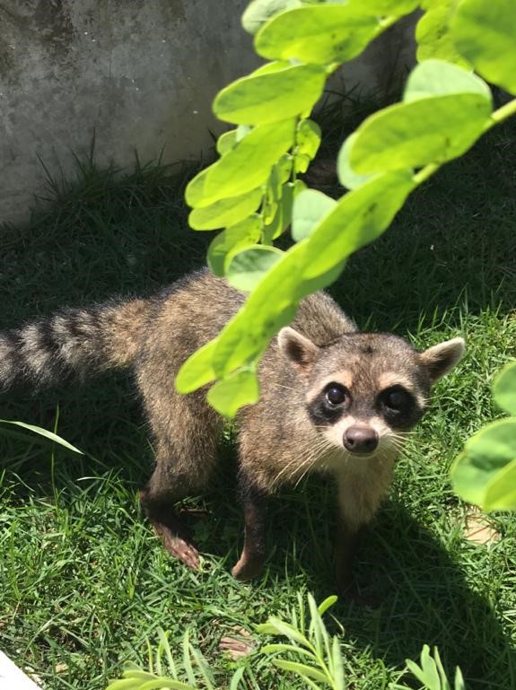 Mamífero encontrado machucado na Via Dutra é devolvido à natureza