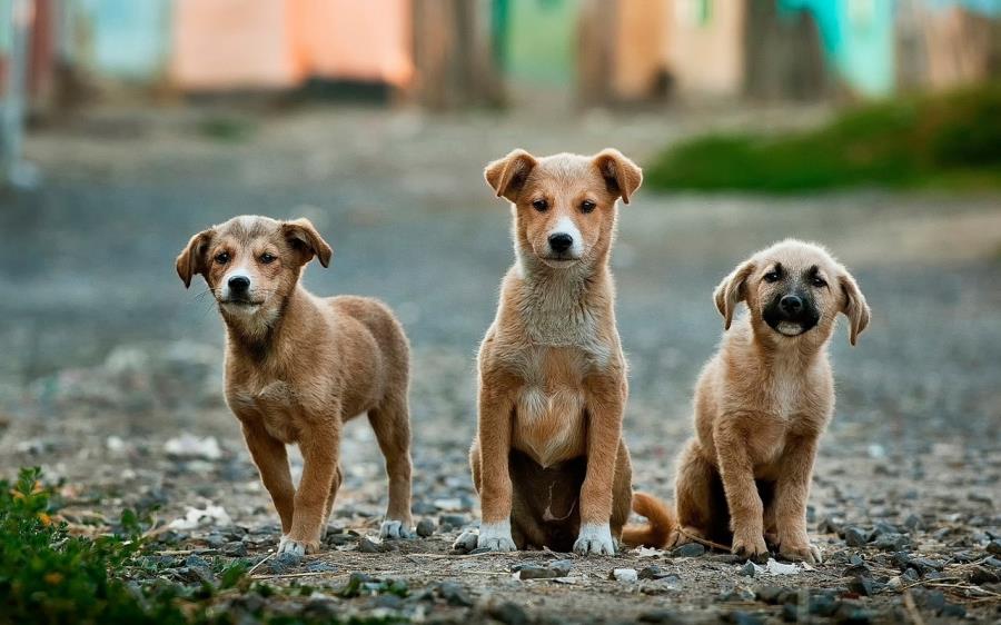 Prefeitura de Caçapava realiza cadastro para castração de cães e gatos