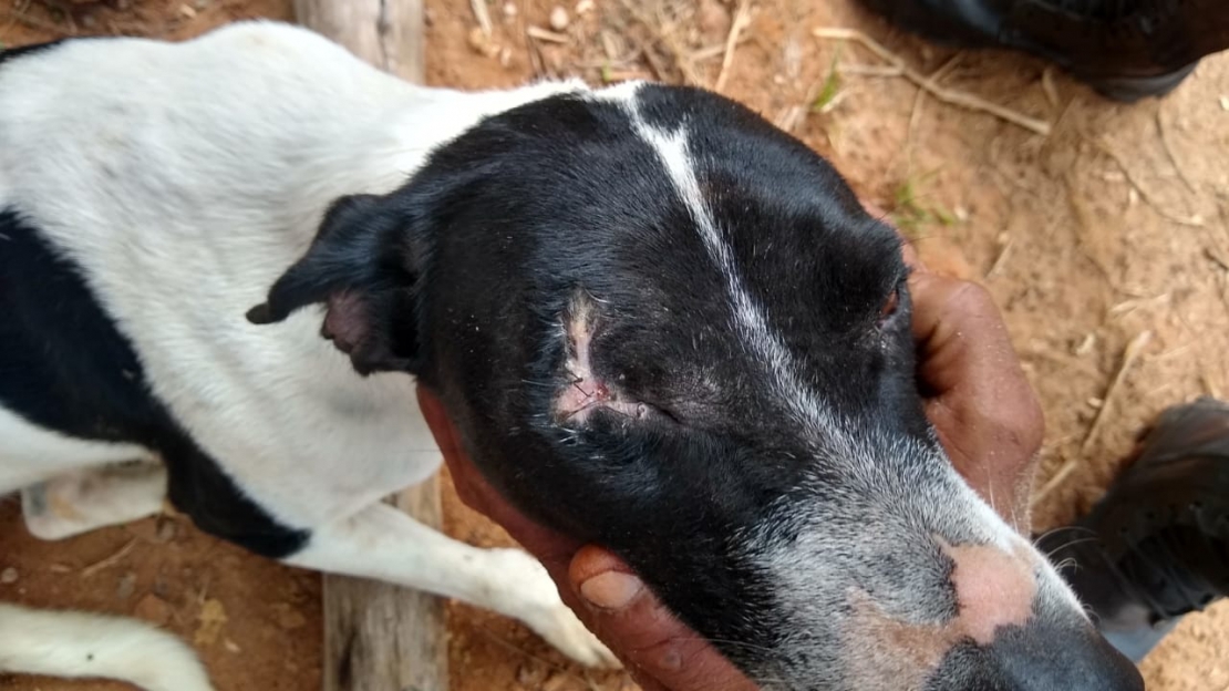Idoso é detido e multado após cegar cadela com espingarda de pressão em Jambeiro