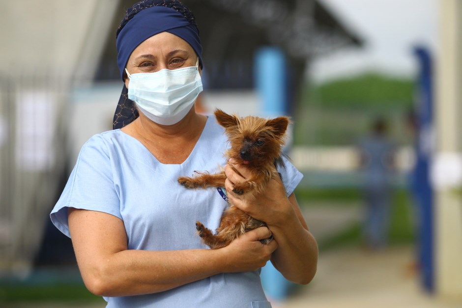 Mais de 300 animais são castrados e ‘microchipados’ no Pinheirinho em São José dos Campos