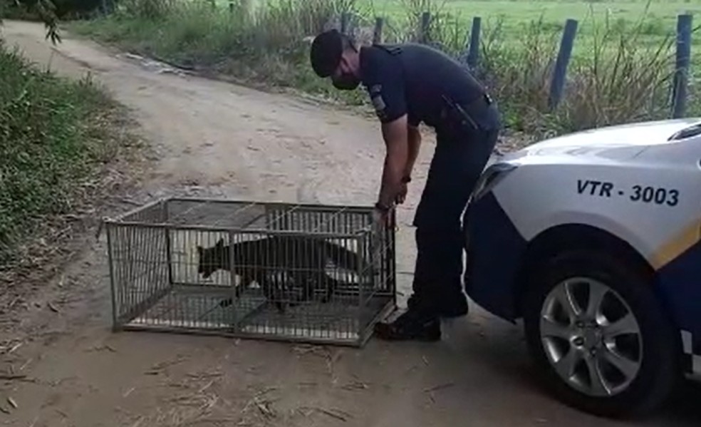 Raposa é capturada em bairro da zona leste de São José dos Campos
