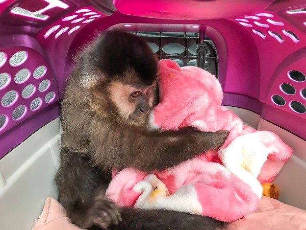 Filhote de macaco-prego é resgatado em Caraguatatuba