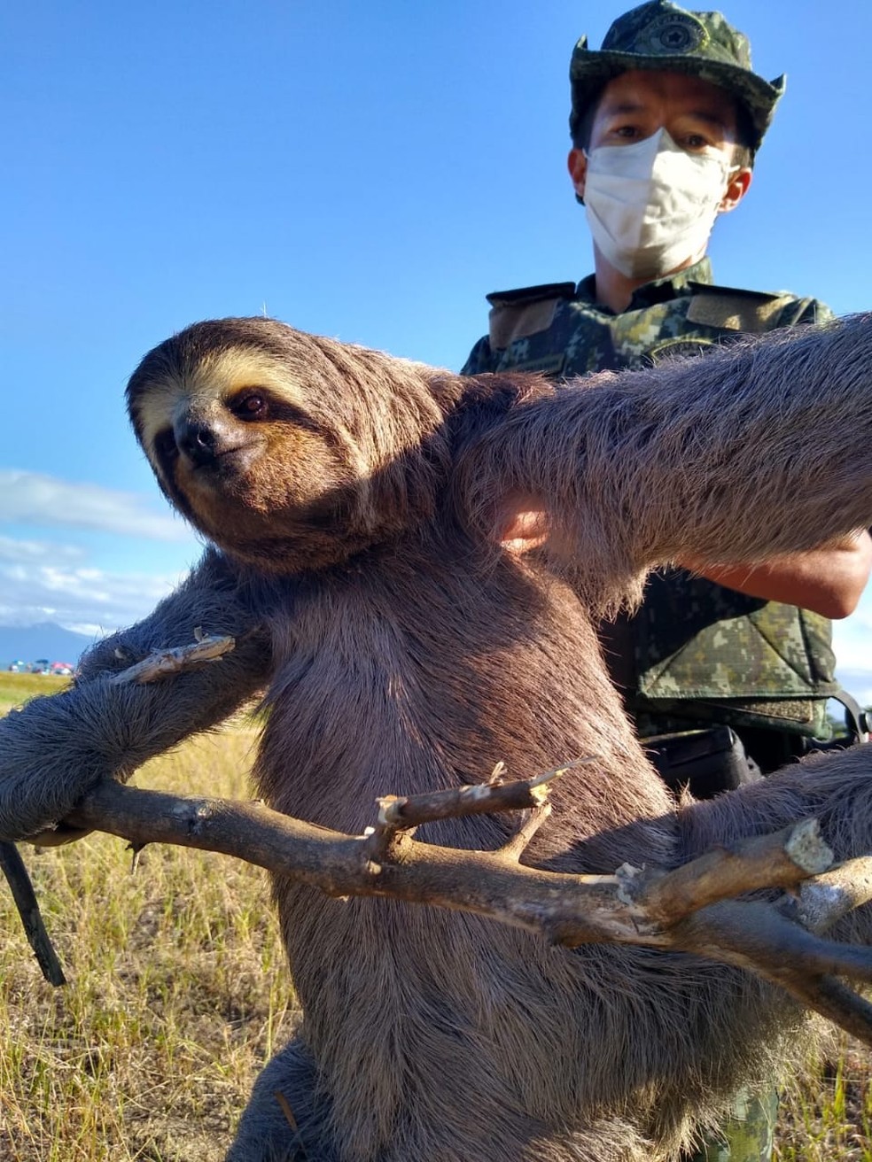 Bicho-preguiça é resgatado em Caraguatatuba