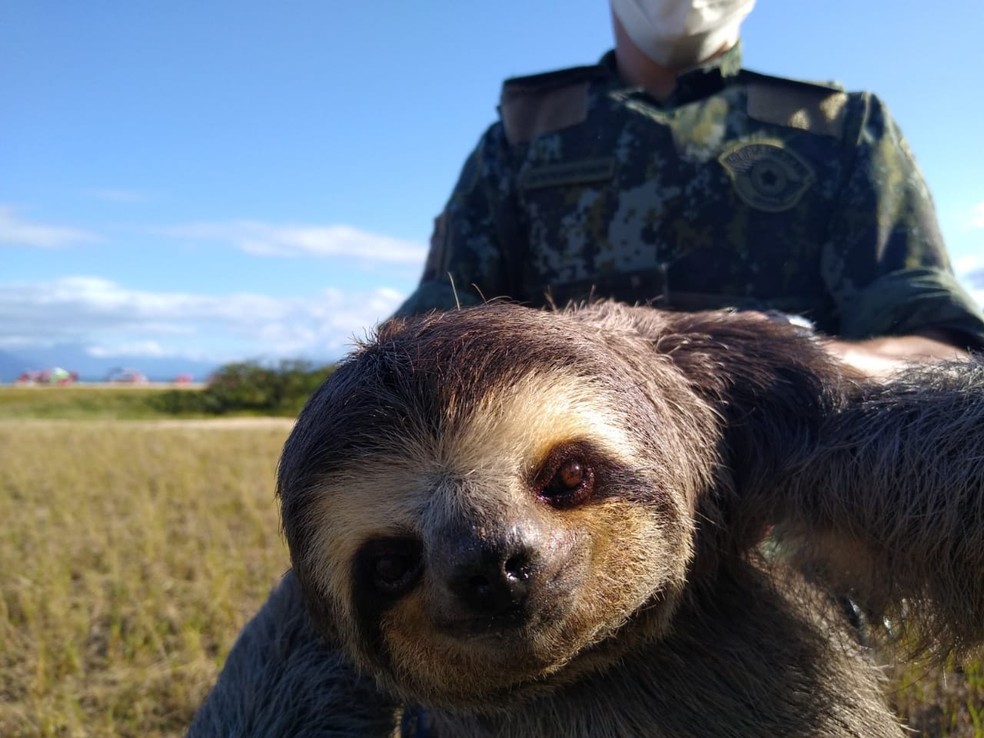 Bicho-preguiça é resgatado em Caraguatatuba