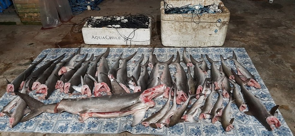 ICMBIO apreende 150 kg de tubarões pescados ilegalmente em Alcatrazes em São Sebastião
