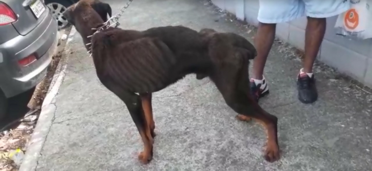 Homem é preso em flagrante por maus-tratos contra cão em São José dos Campos