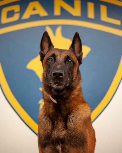 Max, cão policial do 3ºBAEP de São José dos Campos, irá se aposentar após oito anos de participação em ações policiais