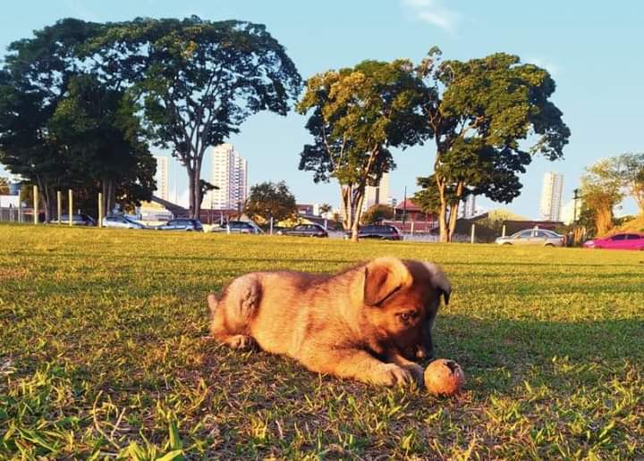 3ºBAEP ganha novo ‘integrante’ para auxílio na fiscalização do Vale do Paraíba e Litoral Norte
