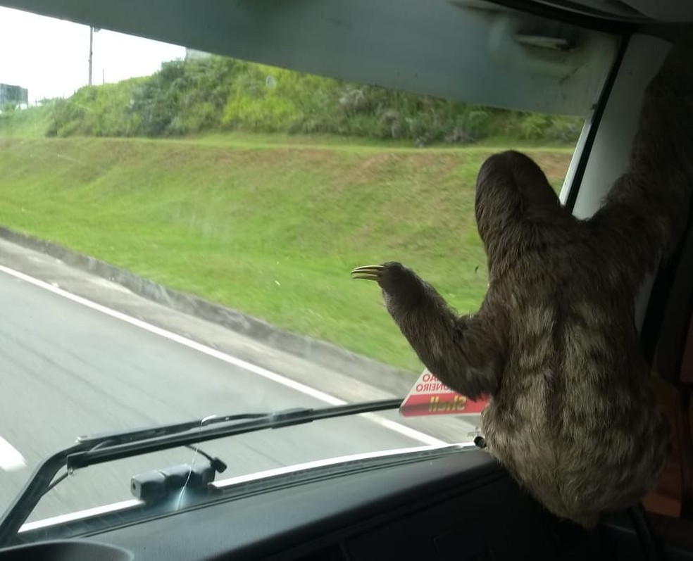 Caminhoneiro viaja oito horas com bicho-preguiça na boleia na Via Dutra