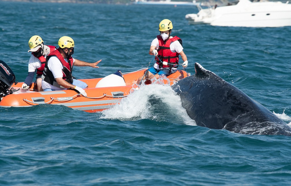 Baleia jubarte é resgatada após ficar presa em rede de pesca em São Sebastião