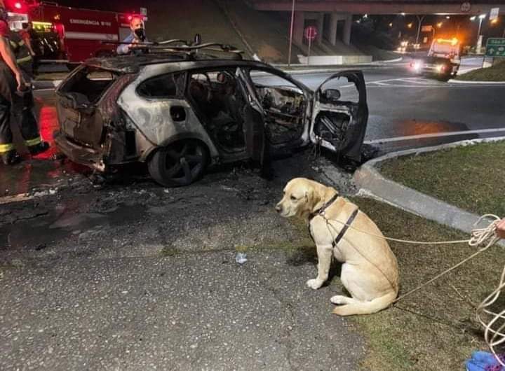 Cachorro sai ileso de incêndio em Guaratinguetá