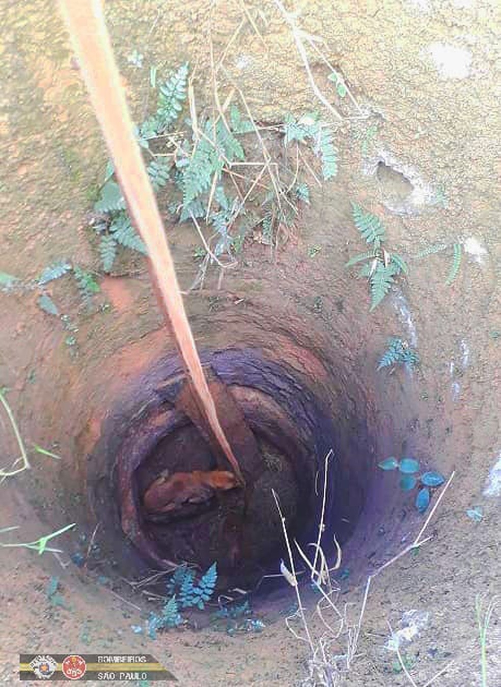 Cachorro é resgatado após cair em poço na zona rural de São José dos Campos