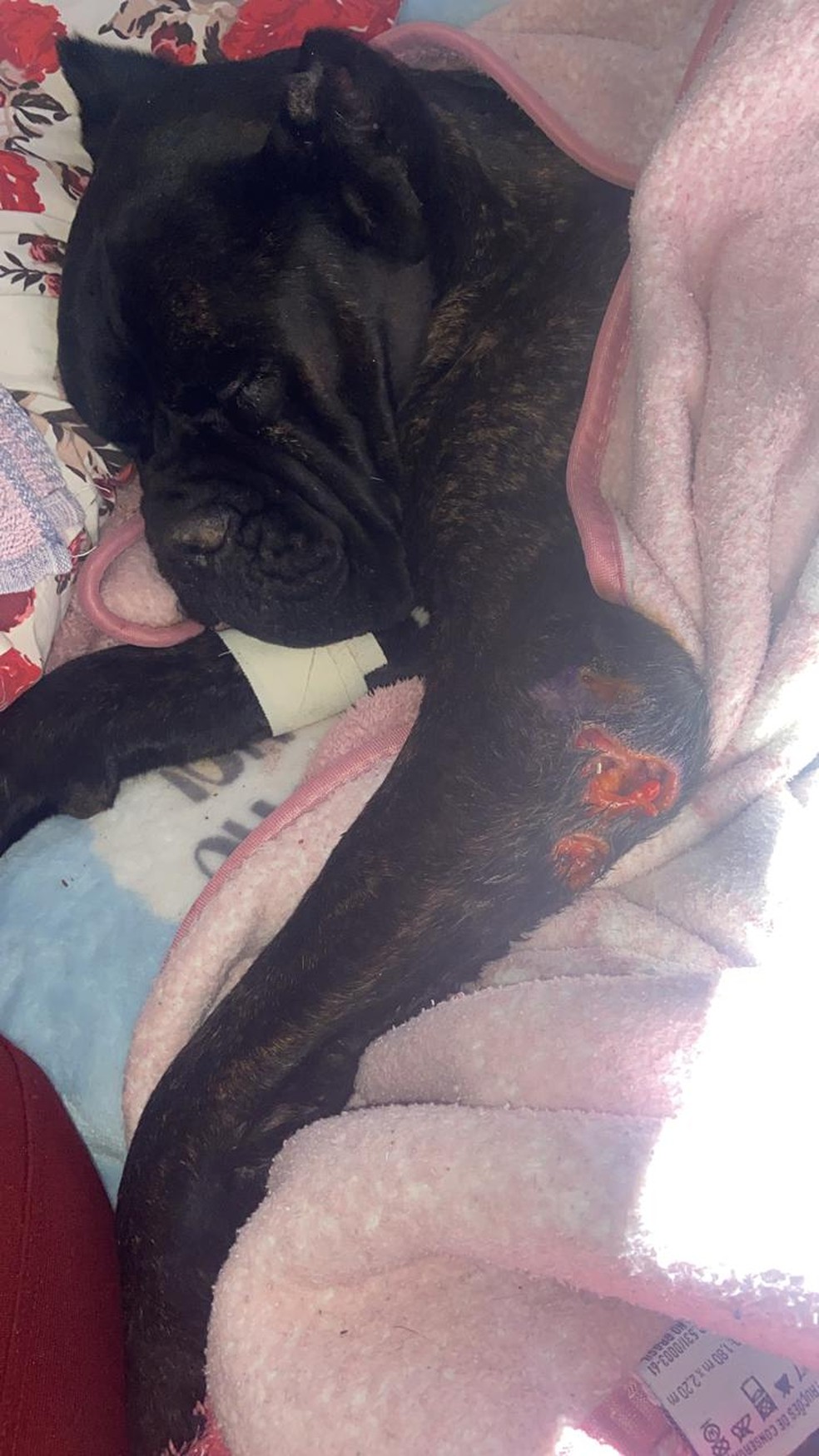 Após oferecer alto valor de recompensa, dona reencontra cachorra perdida em Pindamomhangaba