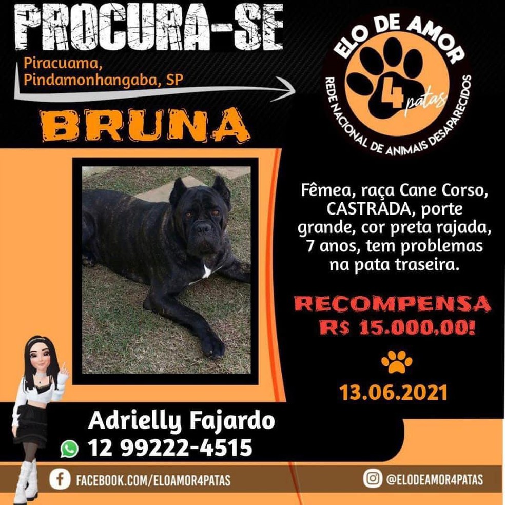 Tutora oferece R$ 15 mil para quem encontrar cachorra de raça rara que desapareceu em Pindamonhangaba