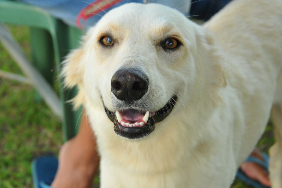 São José dos Campos abre inscrições para castração gratuita de cães e gatos do Galo Branco