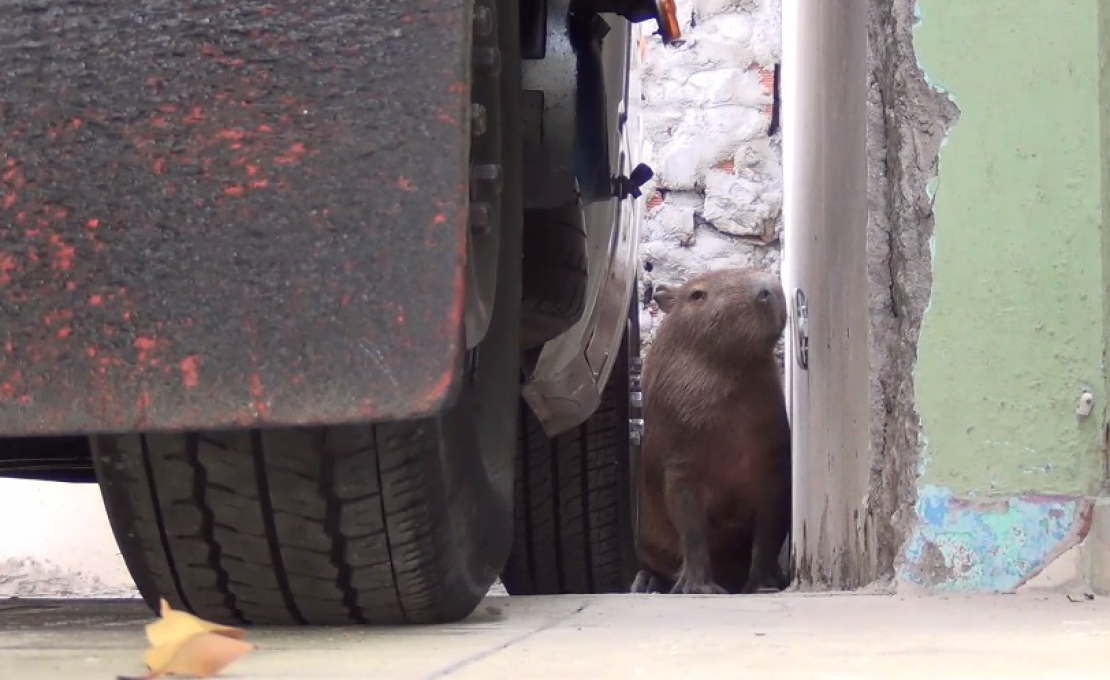 Capivara é resgatada dentro de garagem residencial em Taubaté