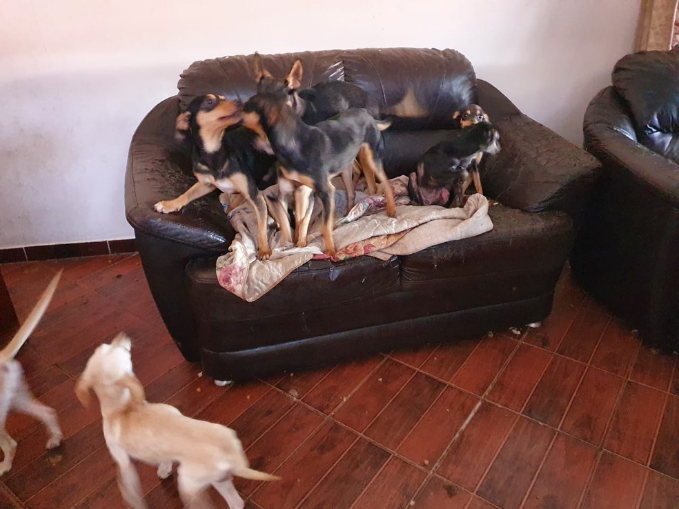 Homem é multado após manter 20 cachorros em situação de maus tratos em São José dos Campos