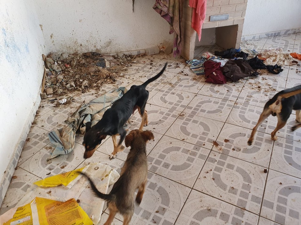 Homem é multado após manter 20 cachorros em situação de maus tratos em São José dos Campos