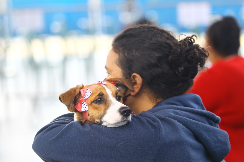 CCZ realiza feira de adoção de cães e gatos neste sábado em São José dos Campos