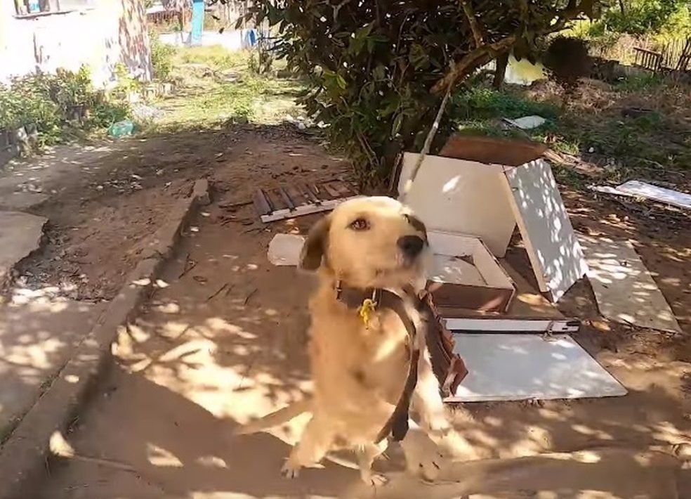 Quatro cachorros são resgatados em situação de maus tratos em Caçapava