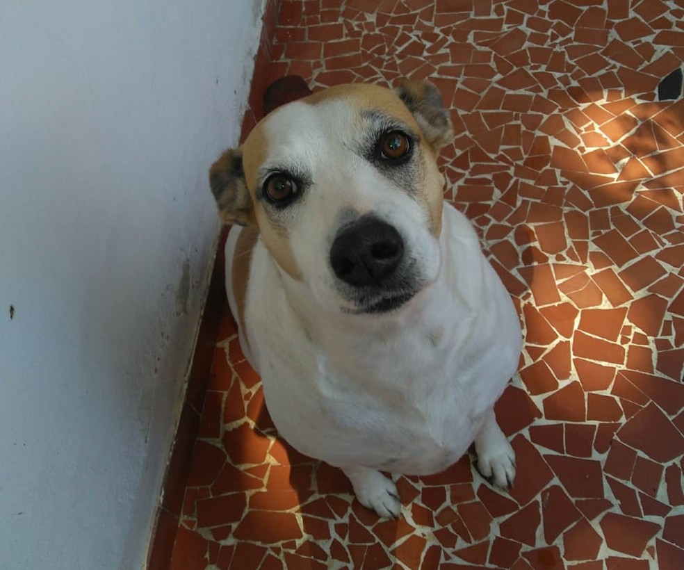 Homem rouba roupa de cachorra no portão de casa em Sorocaba