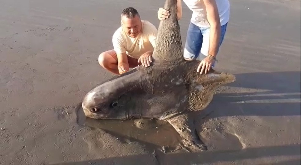 Peixe raro é encontrado morto após encalhar em praia do Piauí