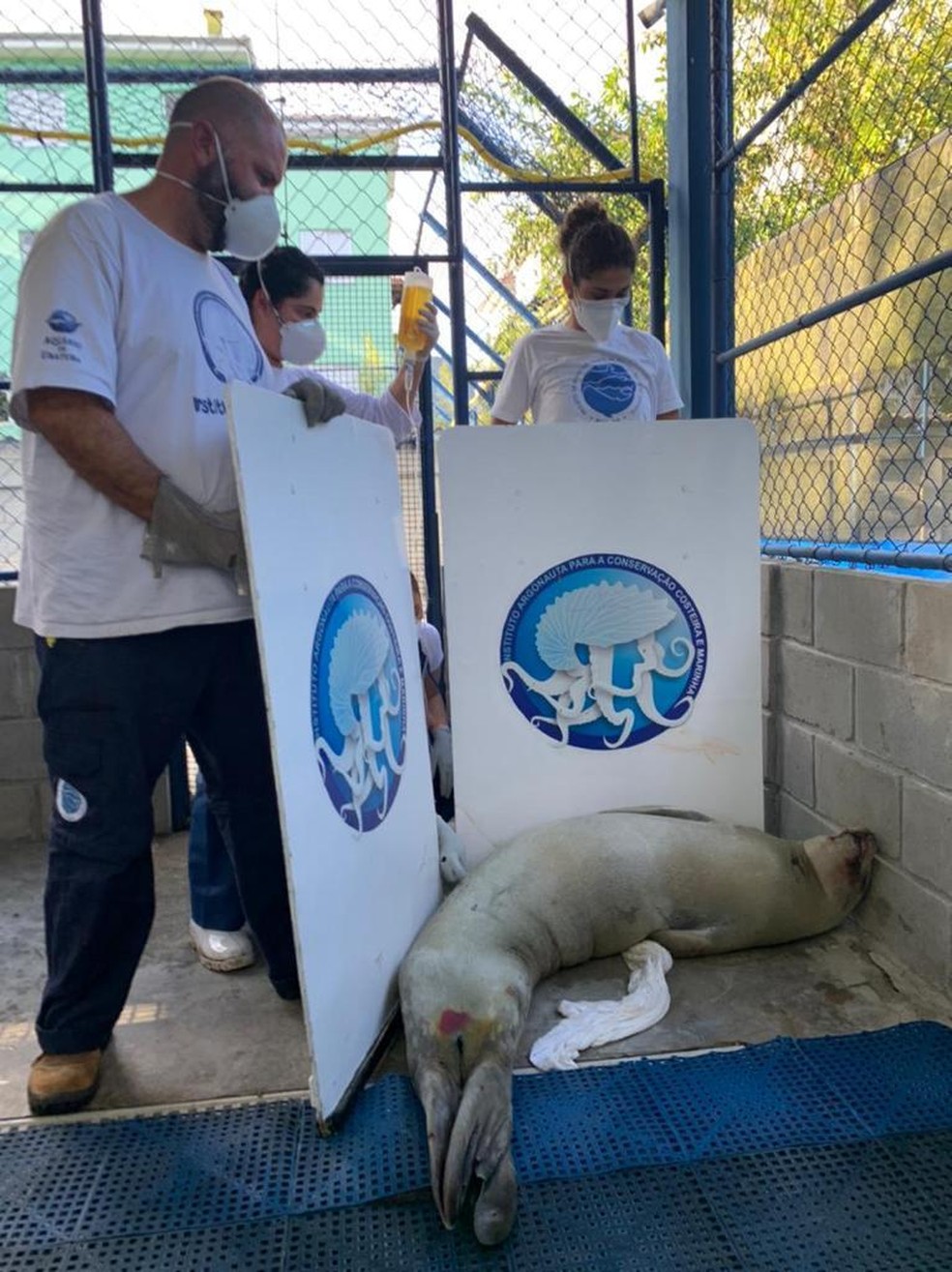 Foca debilitada é resgatada na praia de Calhetas em São Sebastião