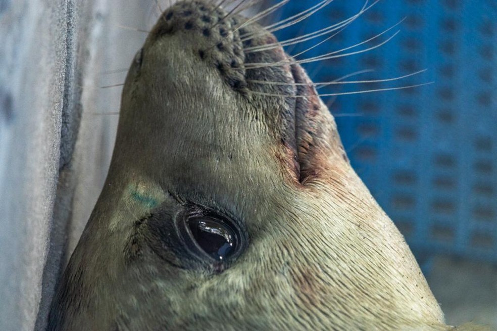 Foca debilitada é resgatada na praia de Calhetas em São Sebastião