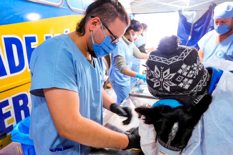 São José dos Campos abre inscrições para castração de cães e gatos na região do Interlagos