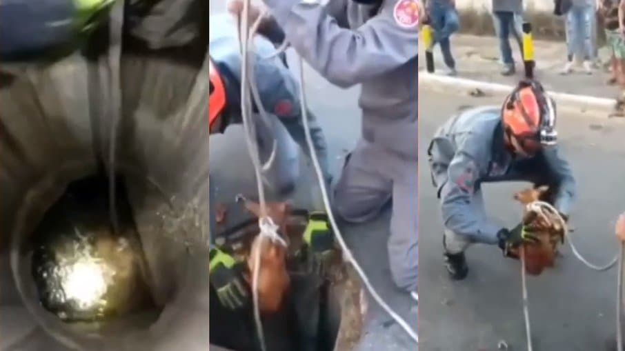 Bombeiros resgatam cachorro que caiu em tubulação em São José dos Campos