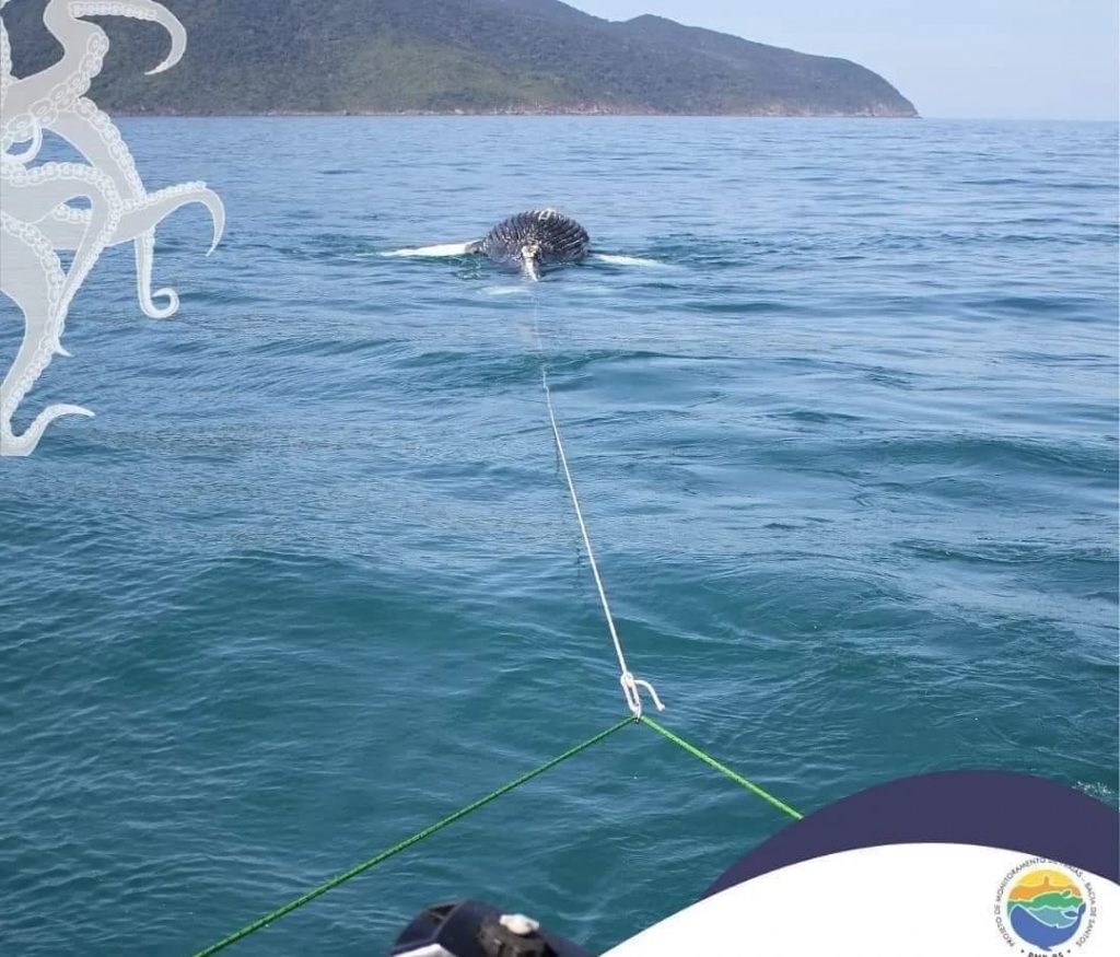 Baleia-jubarte é encontrada morta em rede de pesca em Ilhabela