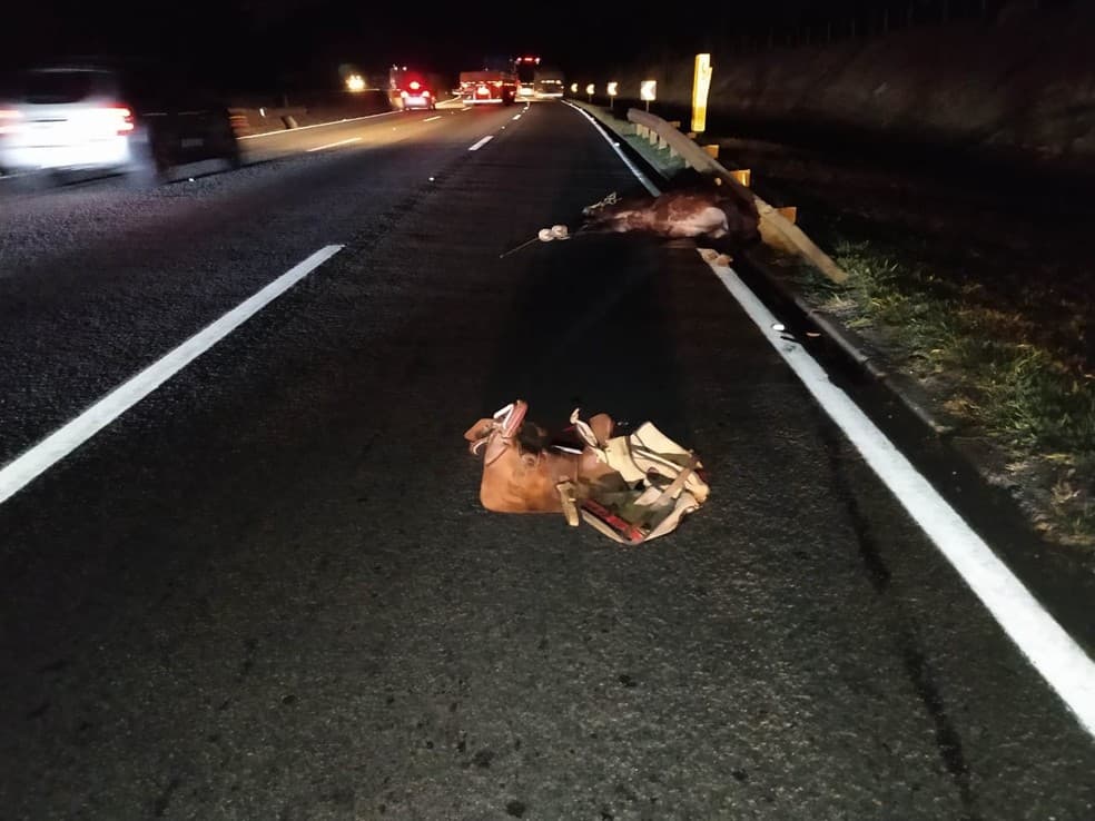 Cavaleiro e cavalo morrem após atropelamento na Via Dutra em Aparecida