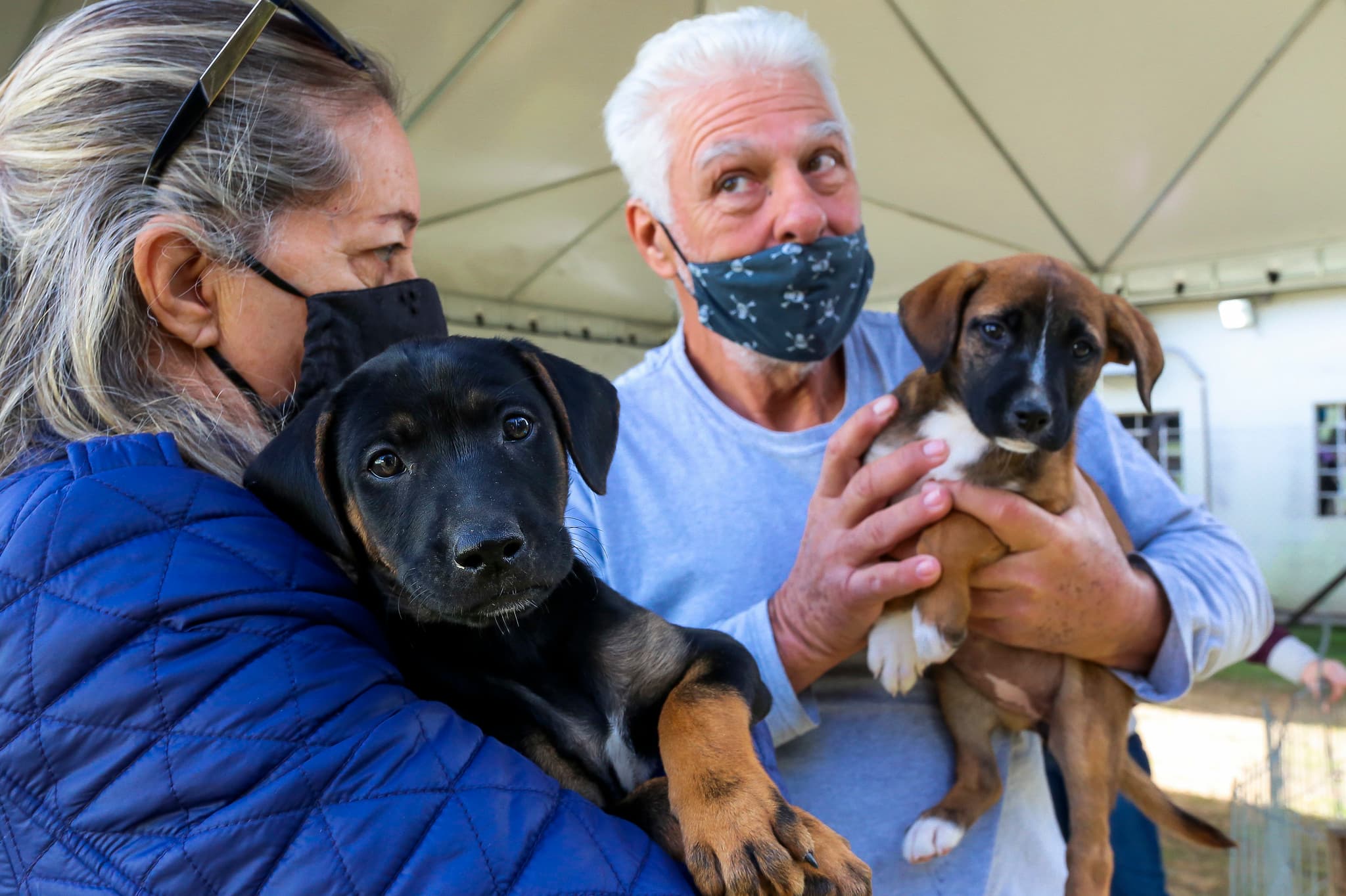 Cepatas promove feiras de adoção de animais em Pindamonhangaba