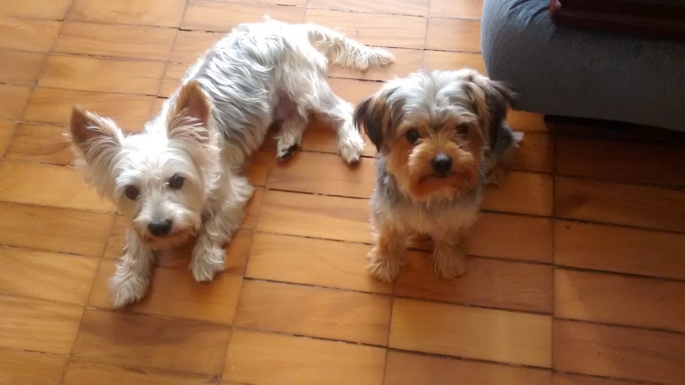 Tutores oferecem recompensa de R$ 1 mil para quem encontrar cães furtados em São José dos Campos