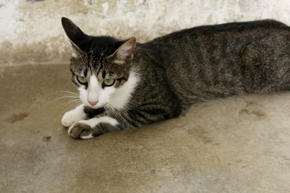 São José dos Campos inicia agendamento para vacina polivalente em cães e gatos