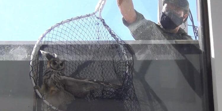 Coruja é resgatada após ficar presa em janela de prédio em Taubaté
