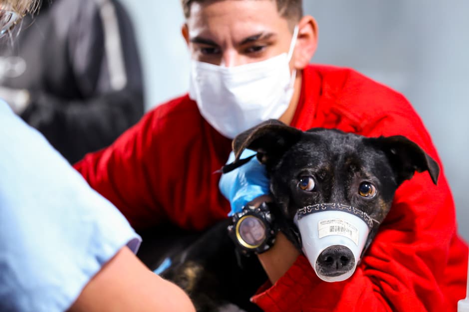 Com carinho e atenção, os animais foram encaminhados para a cirurgia. Ansiosa, Maria José conta que a relação entre eles é de troca e amor. “Eles cuidam de mim e eu cuido deles, me fazem companhia”, afirma. Inscrições O programa ‘Meu Pet Feliz’ segue com 150 vagas abertas para castração de cães com até 20 quilos neste domingo (29), na região sul. Os interessados em castrar o animal em uma unidade móvel veterinária podem comparecer das 9h às 12h, na Emef Professora Alda de Souza Araújo, localizada na Rua Barcelona, 90, Jardim Mesquita. Após a inscrição, os animais serão encaminhados para o procedimento. Podem se inscrever tutores maiores de 21 anos e residentes nos bairros Interlagos, Jardim Mesquita, Torrão de Ouro, Dom Pedro 1º, Dom Pedro 2º, Conjunto Residencial João Paulo, Residencial Elmano Veloso e Jardim Estoril, todos na zona sul, e Capuava, na região sudeste.