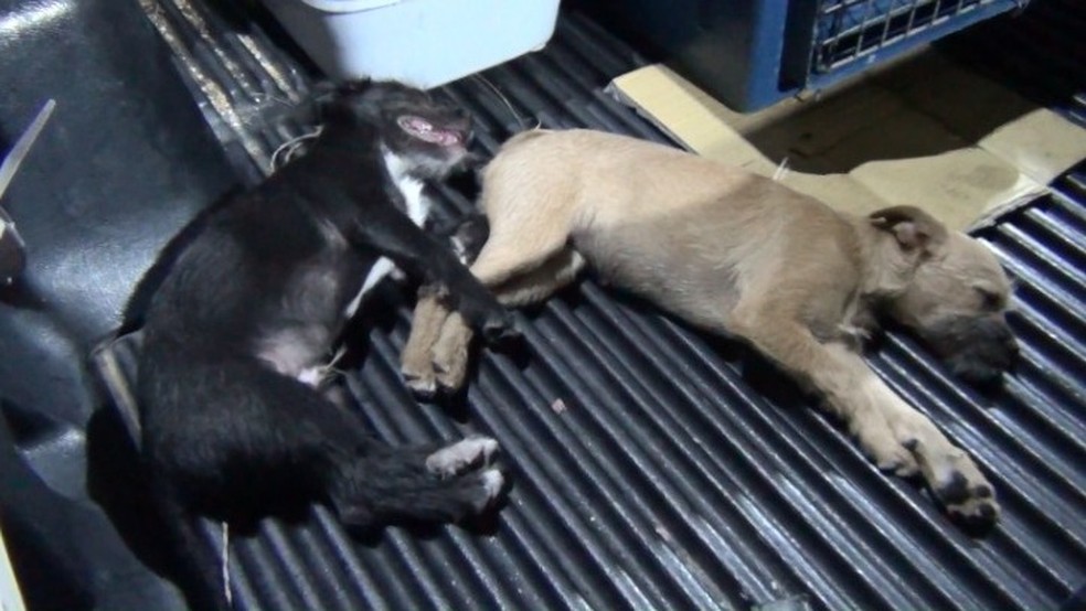 Pai e filha suspeitos de abandono de animais são identificados pela polícia em Taubaté
