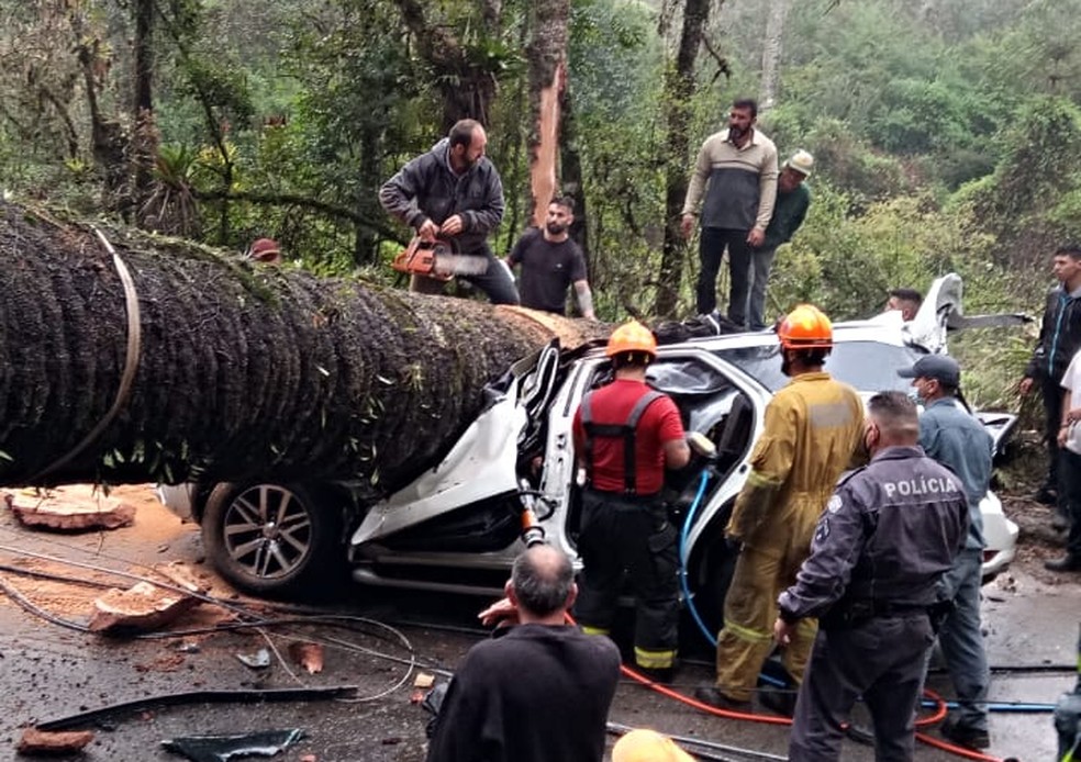 Árvore cai em cima de carro e mata um homem em Campos do Jordão