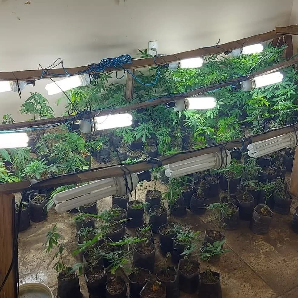 Polícia flagra plantação com mais de 500 mudas de maconha em Guaratinguetá