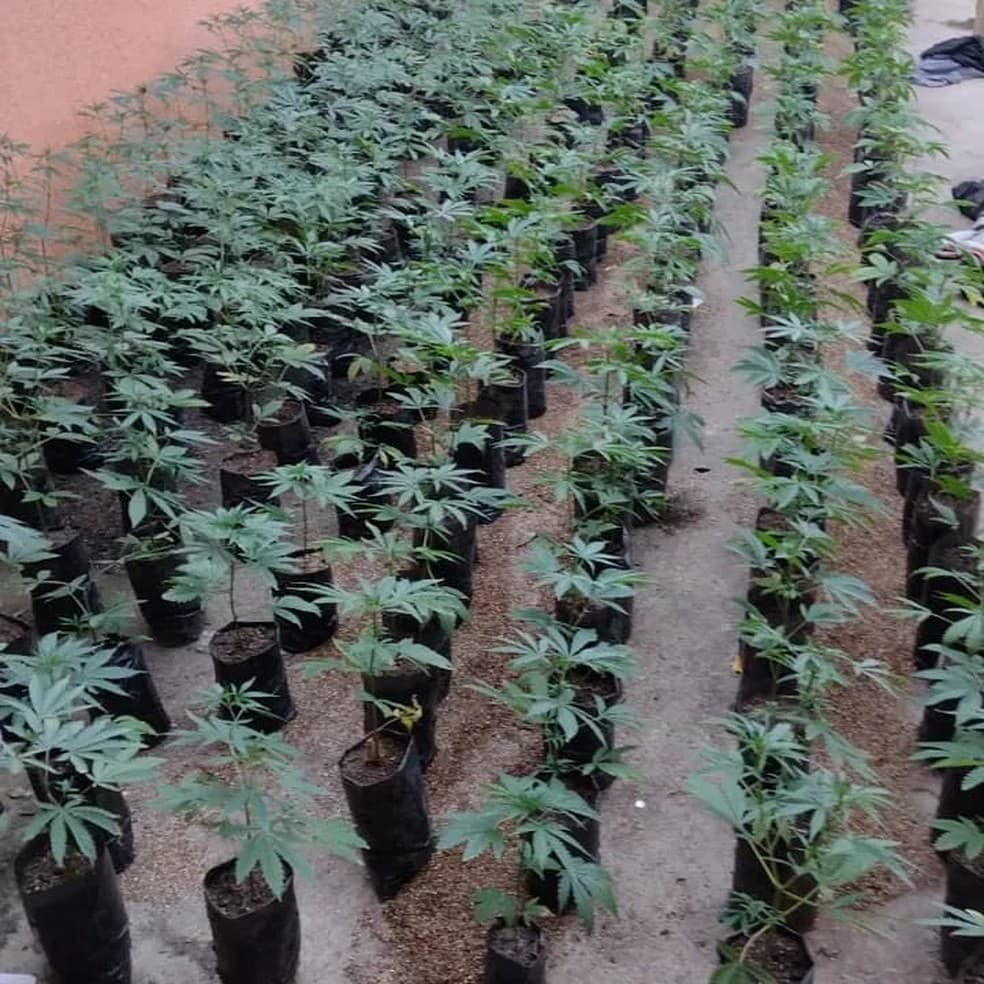 Polícia flagra plantação com mais de 500 mudas de maconha em Guaratinguetá