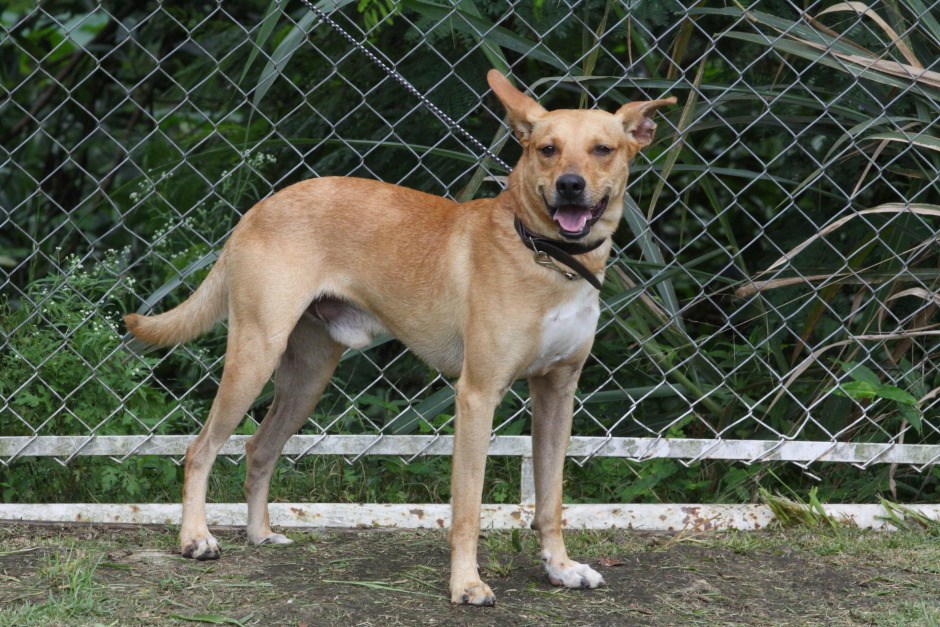 ‘Meu Pet Feliz’ abre mais de 1.000 vagas para castração de cães e gatos em São José dos Campos