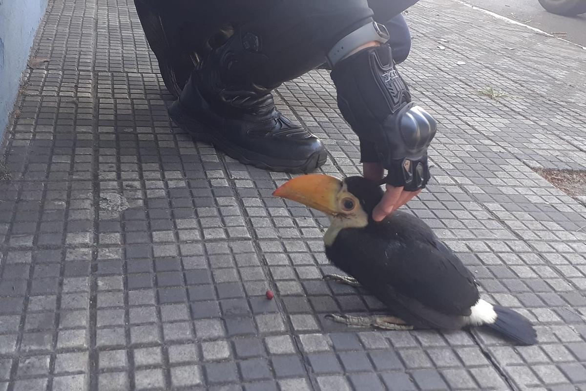 Filhote de tucano cai do ninho e é resgatado em Taubaté